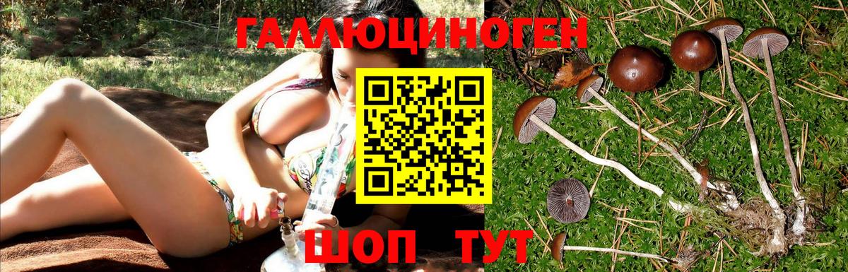 Галлюциногенные грибы Psilocybe  Галлюциногенные грибы Psilocybine cubensis  Берёзовский 