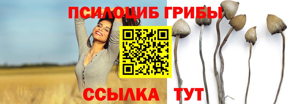 Псилоцибиновые грибы Psilocybine cubensis Берёзовский